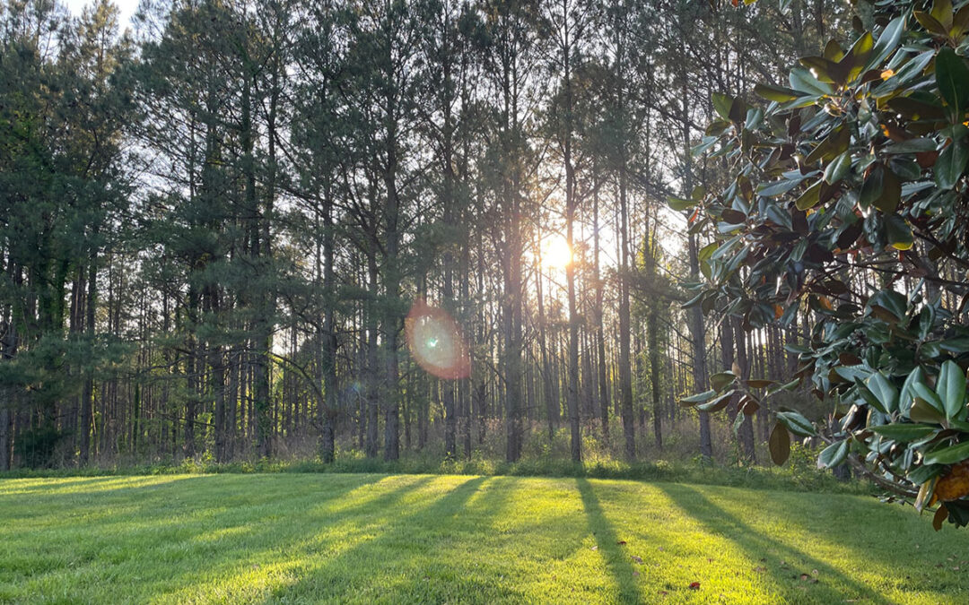 Forest Bathing: The Natural Luxury We Have in Abundant Supply