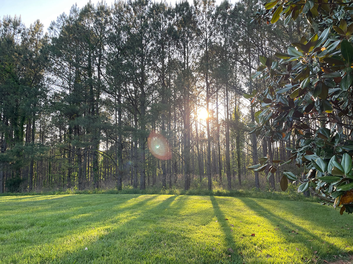 Forest Bathing: The Natural Luxury We Have in Abundant Supply